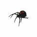 Blackwidow Spider